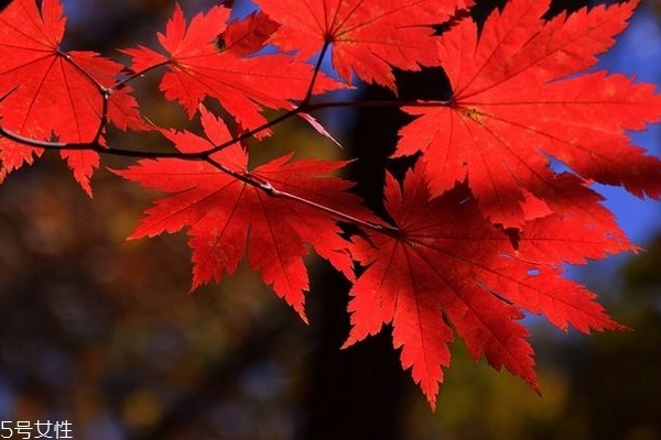 秋季吃什么去火 秋燥就吃這些 秋季吃什么去火 秋燥就吃這些