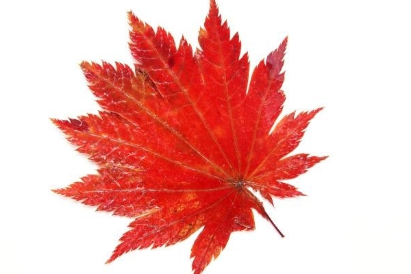 秋季能喝綠豆湯嗎 這個(gè)是可以的 秋季能喝綠豆湯嗎 這個(gè)是可以的