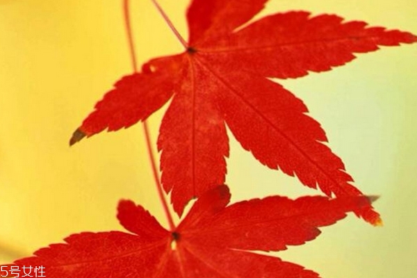 秋季能喝綠豆湯嗎 這個(gè)是可以的 秋季能喝綠豆湯嗎 這個(gè)是可以的