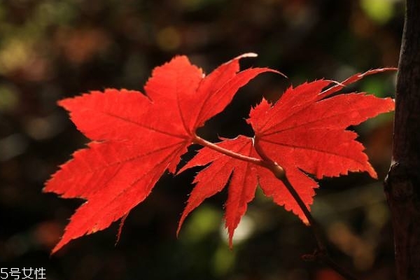 秋季能喝綠豆湯嗎 這個(gè)是可以的 秋季能喝綠豆湯嗎 這個(gè)是可以的
