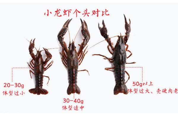 小龍蝦越大越好嗎 個(gè)頭適中最好吃 小龍蝦越大越好嗎 個(gè)頭適中最好吃