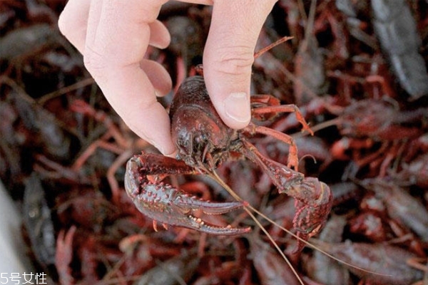 小龍蝦越大越好嗎 個(gè)頭適中最好吃 小龍蝦越大越好嗎 個(gè)頭適中最好吃