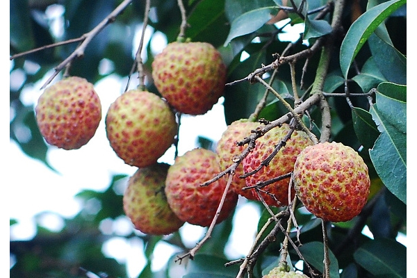 荔枝有什么營(yíng)養(yǎng)價(jià)值?有什么保健功效? 荔枝有什么營(yíng)養(yǎng)價(jià)值?有什么保健功效?