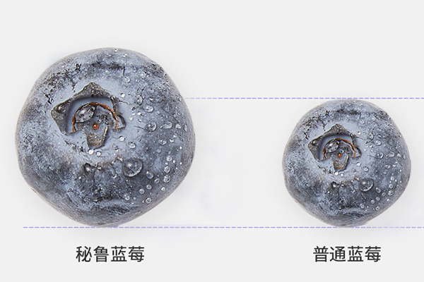 藍(lán)莓越大越好嗎 正常藍(lán)莓5角錢硬幣大小 藍(lán)莓越大越好嗎 正常藍(lán)莓5角錢硬幣大小