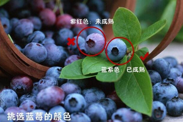 藍(lán)莓硬的好還是軟的好 優(yōu)質(zhì)藍(lán)莓很結(jié)實(shí) 藍(lán)莓硬的好還是軟的好 優(yōu)質(zhì)藍(lán)莓很結(jié)實(shí)