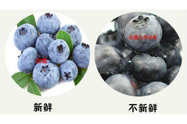 藍(lán)莓硬的好還是軟的好 優(yōu)質(zhì)藍(lán)莓很結(jié)實(shí) 藍(lán)莓硬的好還是軟的好 優(yōu)質(zhì)藍(lán)莓很結(jié)實(shí)