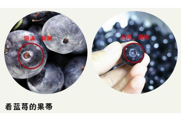 藍(lán)莓硬的好還是軟的好 優(yōu)質(zhì)藍(lán)莓很結(jié)實(shí) 藍(lán)莓硬的好還是軟的好 優(yōu)質(zhì)藍(lán)莓很結(jié)實(shí)