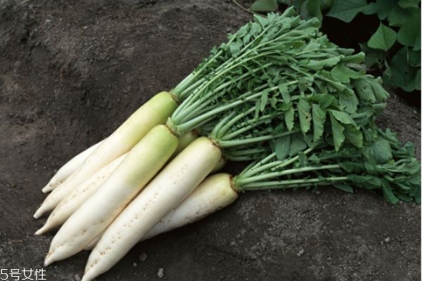 冬季應(yīng)該多吃四種營養(yǎng)根菜對身體好 冬季應(yīng)該多吃四種營養(yǎng)根菜對身體好