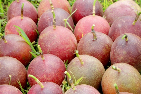 百香果是上火還是降火 多吃會(huì)上火 百香果是上火還是降火 多吃會(huì)上火