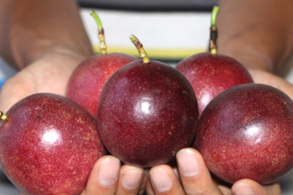 百香果是上火還是降火 多吃會(huì)上火 百香果是上火還是降火 多吃會(huì)上火