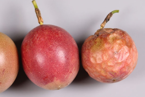 百香果是感光水果嗎 這是個誤解 百香果是感光水果嗎 這是個誤解