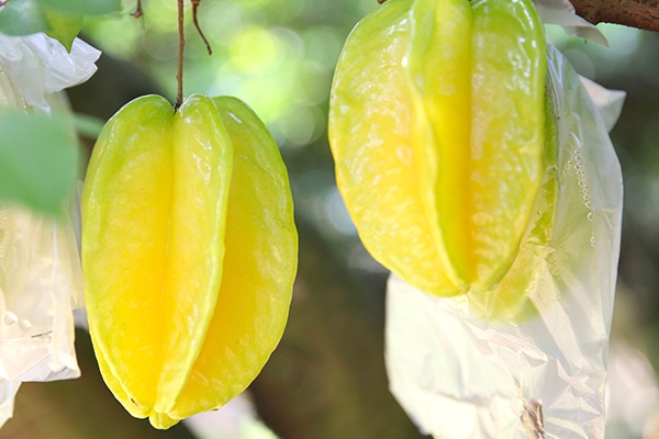 楊桃一天吃多少個(gè) 少吃為宜 楊桃一天吃多少個(gè) 少吃為宜