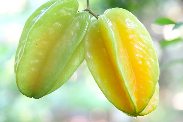 楊桃一天吃多少個(gè) 少吃為宜 楊桃一天吃多少個(gè) 少吃為宜