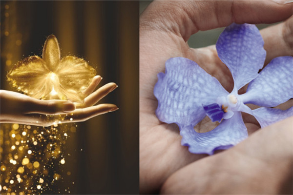 嬌蘭精華使用方法 嬌蘭精華怎么用 嬌蘭精華使用方法 嬌蘭精華怎么用