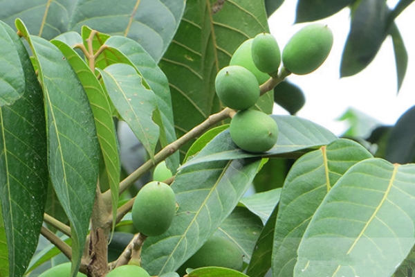 橄欖是不是青果 青果是別名 橄欖是不是青果 青果是別名