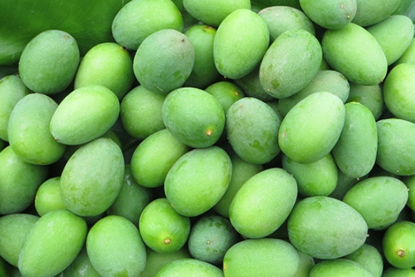 橄欖是不是青果 青果是別名 橄欖是不是青果 青果是別名