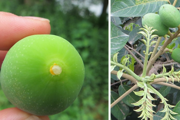 橄欖能直接吃嗎 最簡單的吃法 橄欖能直接吃嗎 最簡單的吃法