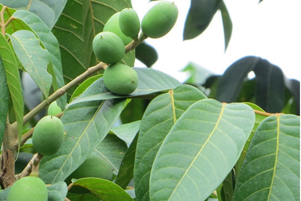 橄欖能直接吃嗎 最簡單的吃法 橄欖能直接吃嗎 最簡單的吃法