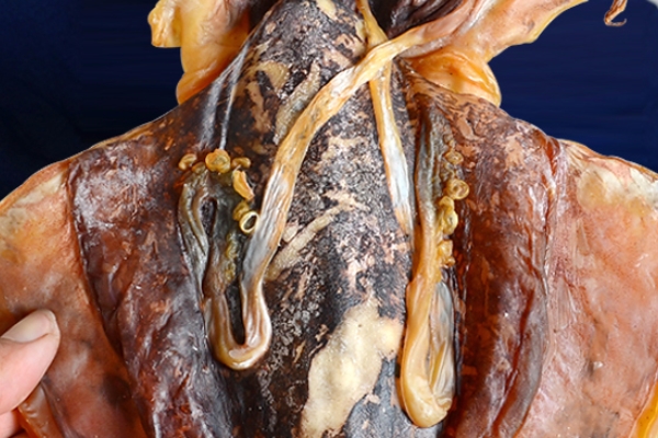 干墨魚煮熟要多久 半小時(shí)以上 干墨魚煮熟要多久 半小時(shí)以上