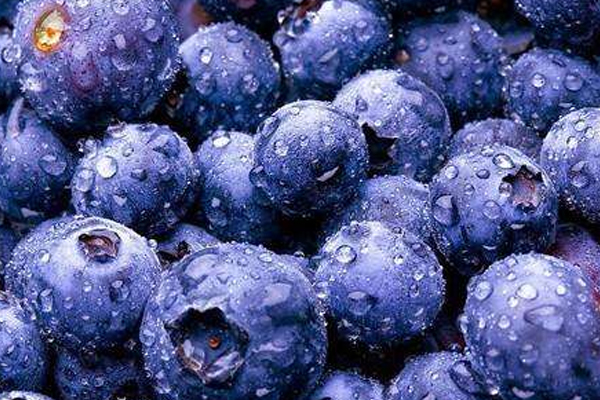 國內(nèi)藍莓產(chǎn)地哪里最好 認準這幾個地區(qū) 國內(nèi)藍莓產(chǎn)地哪里最好 認準這幾個地區(qū)