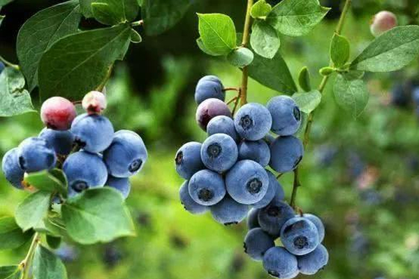 進(jìn)口藍(lán)莓產(chǎn)地哪里最好 這些產(chǎn)地要知道 進(jìn)口藍(lán)莓產(chǎn)地哪里最好 這些產(chǎn)地要知道