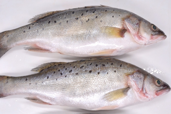 海鱸魚適合寶寶吃嗎 要好好處理 海鱸魚適合寶寶吃嗎 要好好處理