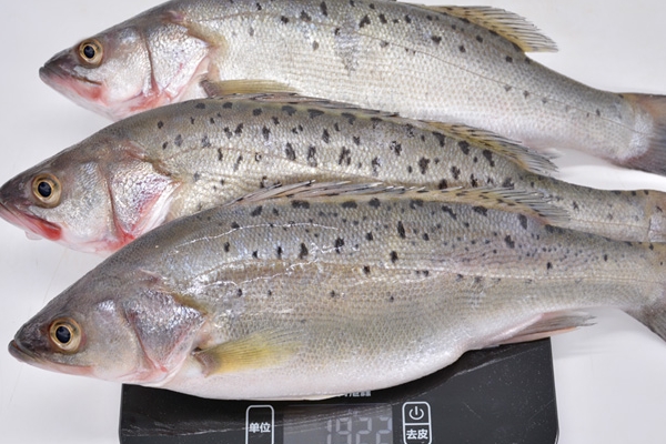 海鱸魚適合寶寶吃嗎 要好好處理 海鱸魚適合寶寶吃嗎 要好好處理