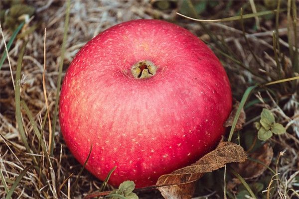 蘋果公母怎么區(qū)分的 蘋果甜不甜因有公母 蘋果公母怎么區(qū)分的 蘋果甜不甜因有公母