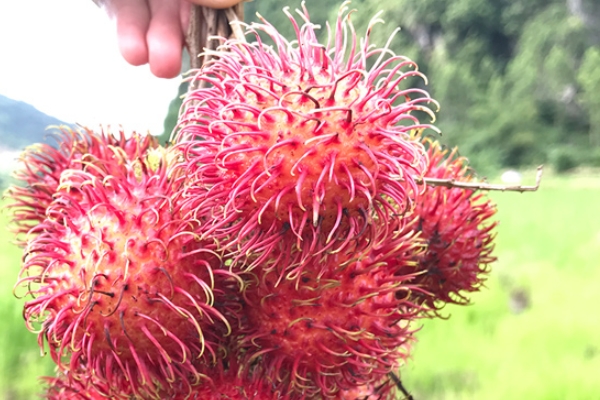 紅毛丹為什么有毛 進(jìn)化的結(jié)果 紅毛丹為什么有毛 進(jìn)化的結(jié)果