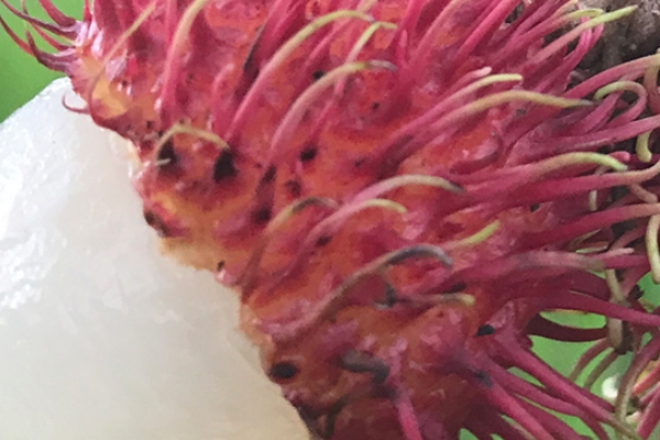 紅毛丹為什么有毛 進(jìn)化的結(jié)果 紅毛丹為什么有毛 進(jìn)化的結(jié)果