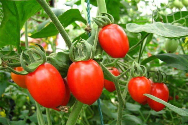 圣女果放冰箱可以保存多久 看冷藏還是冷凍 圣女果放冰箱可以保存多久 看冷藏還是冷凍