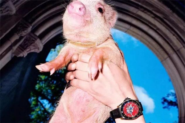 gucci三只小豬手表多少錢 爆款豬年限定 gucci三只小豬手表多少錢 爆款豬年限定