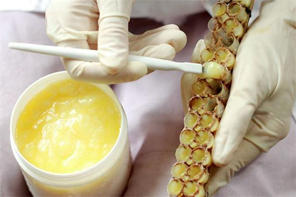 月經(jīng)期可以吃蜂王漿嗎 適量食用有好處 月經(jīng)期可以吃蜂王漿嗎 適量食用有好處