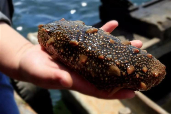 海參可以和菠蘿一起吃嗎 有很多好處 海參可以和菠蘿一起吃嗎 有很多好處