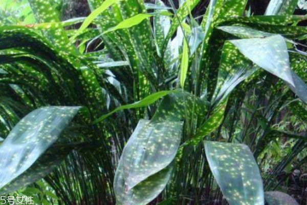 包粽子用的是什么葉子 這幾種葉子都可以包粽子 包粽子用的是什么葉子 這幾種葉子都可以包粽子