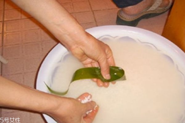 包粽子用的是什么葉子 這幾種葉子都可以包粽子 包粽子用的是什么葉子 這幾種葉子都可以包粽子