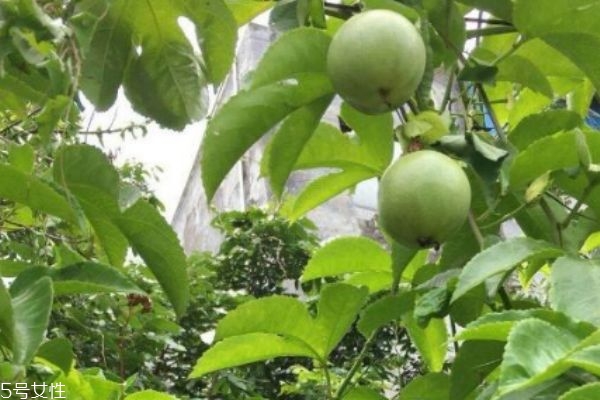 百香果表皮皺了能吃嗎 皺了的百香果口感更佳 百香果表皮皺了能吃嗎 皺了的百香果口感更佳