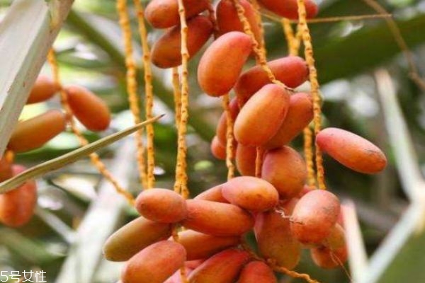 椰棗直接吃能壯陽(yáng)嗎 椰棗怎么吃壯陽(yáng) 椰棗直接吃能壯陽(yáng)嗎 椰棗怎么吃壯陽(yáng)