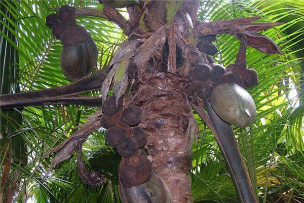 海底椰是什么 海底椰是椰子嗎 海底椰是什么 海底椰是椰子嗎