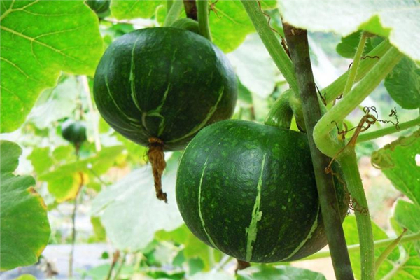 青南瓜餅怎么做好吃 香煎青南瓜餅做法 青南瓜餅怎么做好吃 香煎青南瓜餅做法