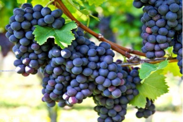 葡萄怎么清洗干凈 葡萄的營(yíng)養(yǎng)價(jià)值及功效 葡萄怎么清洗干凈 葡萄的營(yíng)養(yǎng)價(jià)值及功效