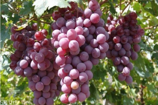 葡萄怎么清洗干凈 葡萄的營(yíng)養(yǎng)價(jià)值及功效 葡萄怎么清洗干凈 葡萄的營(yíng)養(yǎng)價(jià)值及功效