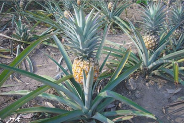 吃菠蘿舌頭出血怎么辦 吃完菠蘿舌頭出血原因 吃菠蘿舌頭出血怎么辦 吃完菠蘿舌頭出血原因