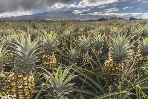 吃菠蘿舌頭出血怎么辦 吃完菠蘿舌頭出血原因 吃菠蘿舌頭出血怎么辦 吃完菠蘿舌頭出血原因