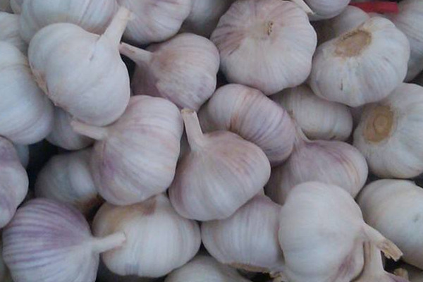 大蒜可以祛斑嗎 祛斑妙招 大蒜可以祛斑嗎 祛斑妙招