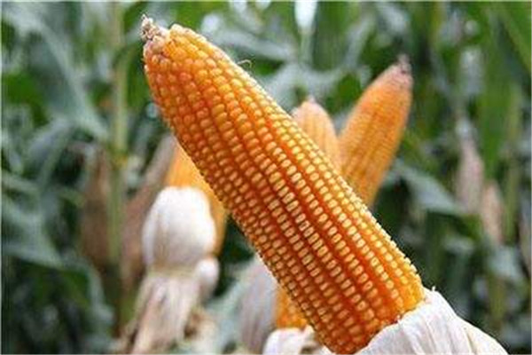 玉米可以和牛奶一起吃嗎 玉米吃法 玉米可以和牛奶一起吃嗎 玉米吃法
