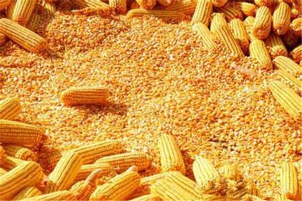 玉米可以和牛奶一起吃嗎 玉米吃法 玉米可以和牛奶一起吃嗎 玉米吃法