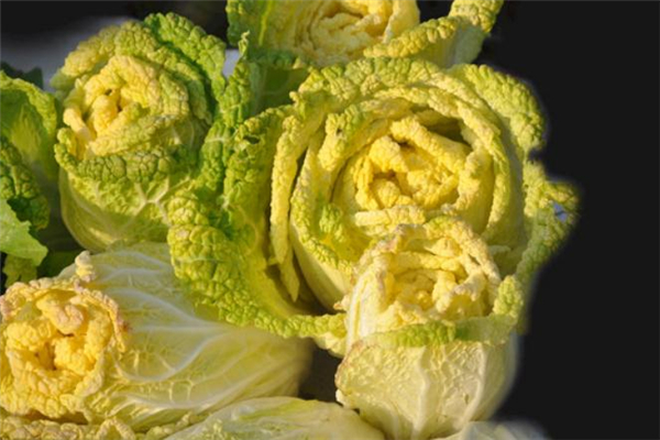 黃芽菜可以生吃嗎 涼拌黃芽菜做法 黃芽菜可以生吃嗎 涼拌黃芽菜做法