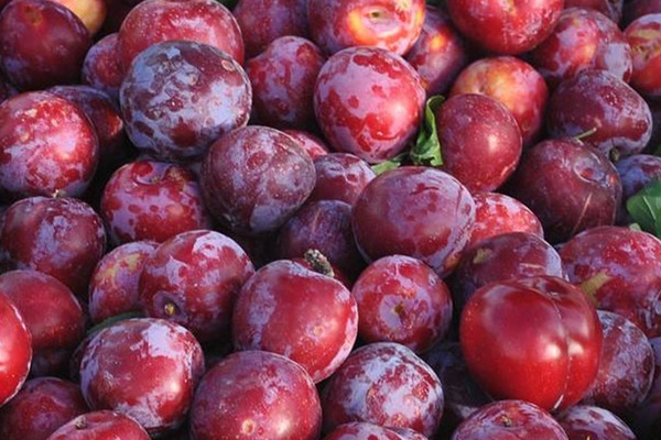 哈密瓜可以和李子一起吃嗎 李子的作用 哈密瓜可以和李子一起吃嗎 李子的作用