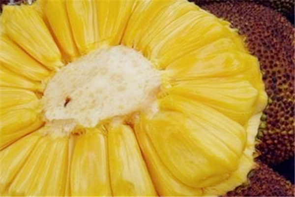 菠蘿蜜熱量高嗎 菠蘿蜜的好處 菠蘿蜜熱量高嗎 菠蘿蜜的好處